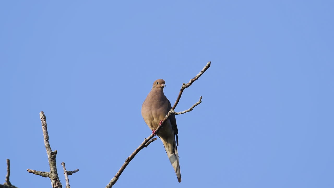 una paloma de luto beige encaramada en la copa de un árbol sin hojas contra un fondo de cielo azul