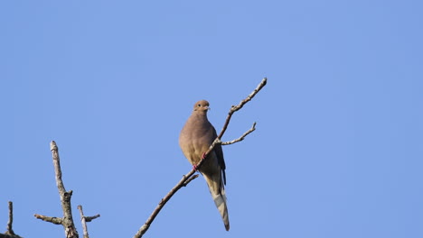 A-beige-mourning-dove-perched-on-a-leafless-treetop-against-a-blue-sky-background