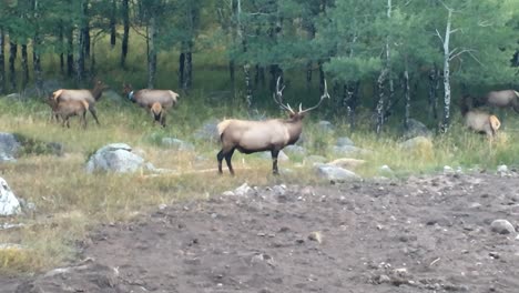 Hirschfamilie-Im-Rocky-Mountain-Nationalpark-In-Colorado