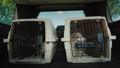 two cages with puppies in the trunk of an suv transportation and delivery of pets