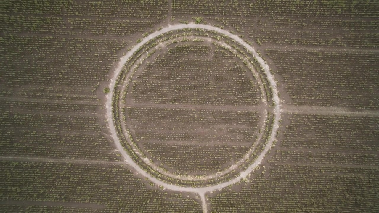Panning aerial camera stabilizing, surveying double-ring clearing over crop rows with radial path