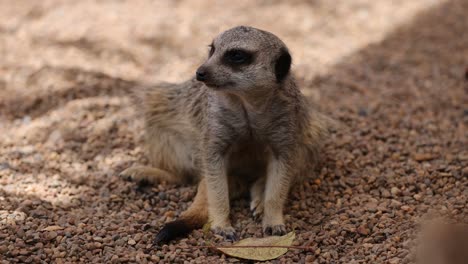 meerkat exploring and interacting with environment