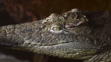 nile crocodile closeup amazing smooth approaching view