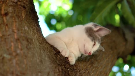 cat on the tree