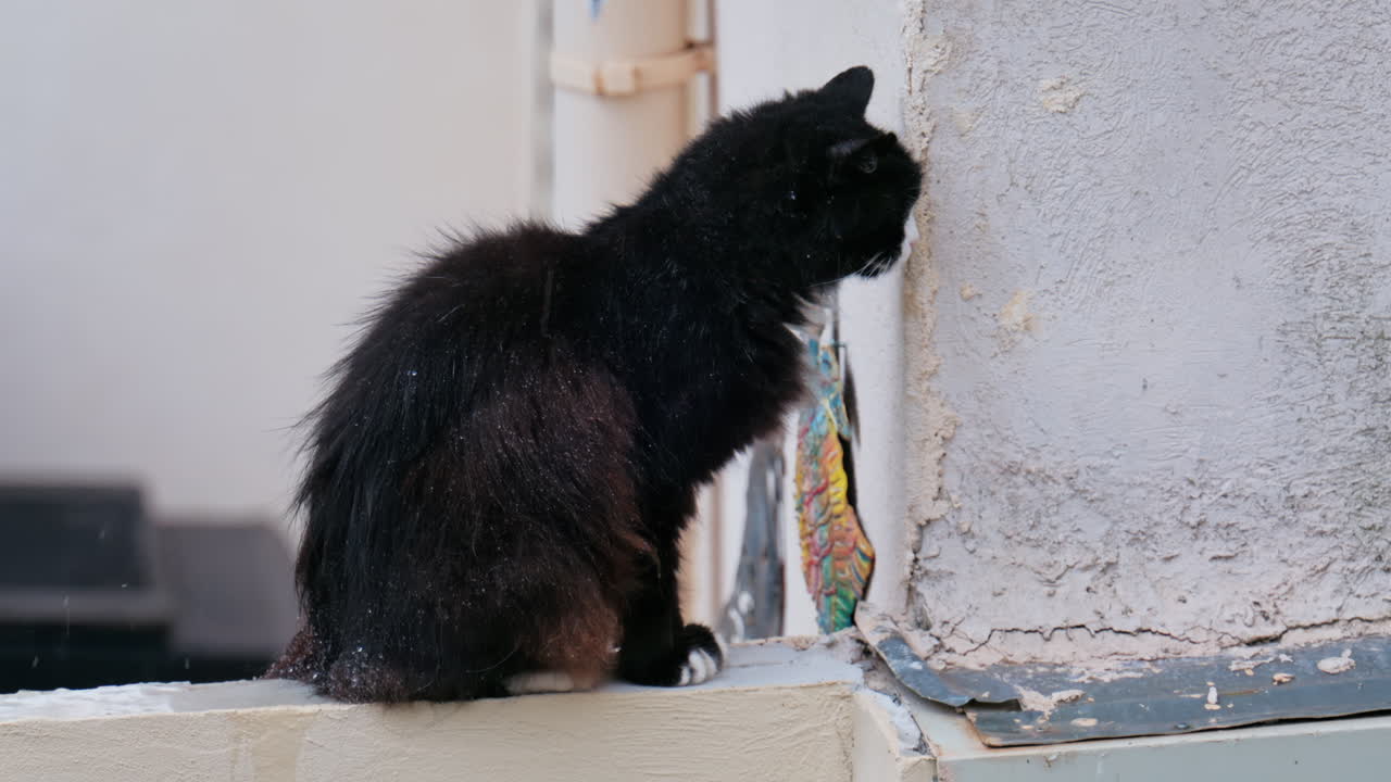 Close up of a black cat sitting on a ledge in the rain