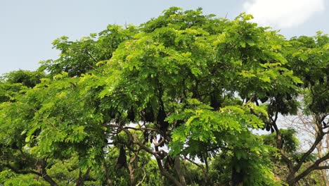 Los-Murciélagos-Frugívoros-Que-Colgaban-De-Los-árboles-Se-Acercaron-A-Una-Amplia-Vista-En-Kolhapur.