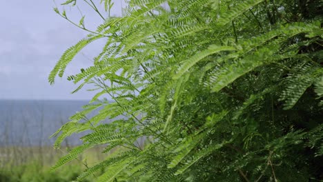 Close-up-shot-of-fern-leaves-during-a-bright-and-windy-morning