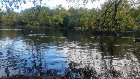 -Die-Auflösung-Ist-Das-Kino-4k-4096x2304--See-Und-Enten-Im-Herbst-In-England-London