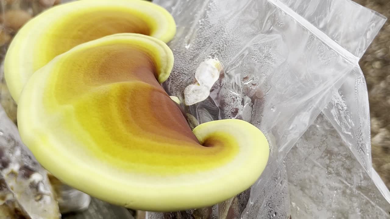 cu de hongos que crecen en la naturaleza