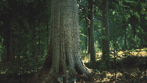 sunlight shines on a large tree trunk in a tranquil forest setting