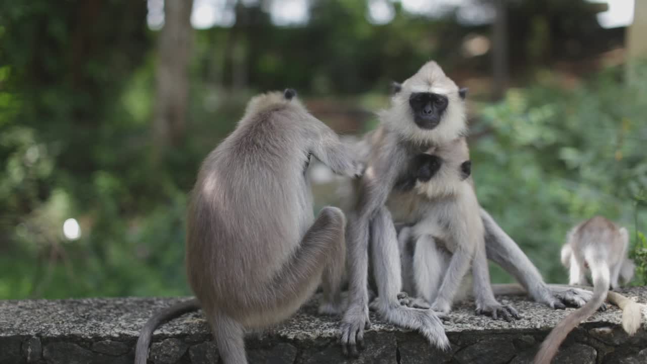 un grupo de cuatro monos langur se sientan juntos tranquilamente y se acicalan unos a otros