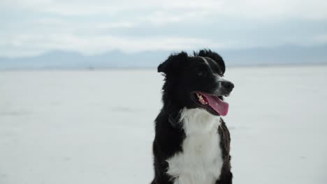 Dog-pants-happy-as-wind-blows-across-open-salt-flats-of-Utah,-static-animal-portrait