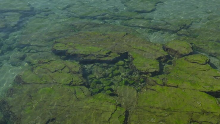 Beautiful high-angle shot of large, moss-covered reef rocks visible through the crystal-clear shallow water of Playa de San Lorenzo in Gijón, Spain. Highlights vibrant green algae and sea textures.