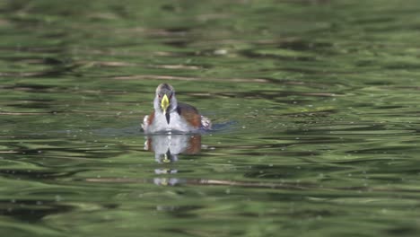 vista cercana de gallinule flanqueado por puntos nadando rápido en agua ondulada