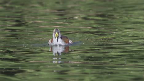 close view of spot-flanked gallinule swimming fast in wavy water