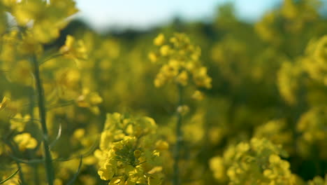 yellow rapeseed canola in slow motion backward, great sunny day in agriculture