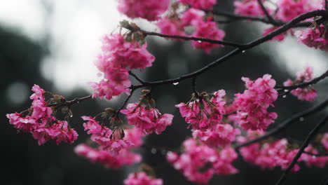 pink cherry blossoms in the rain