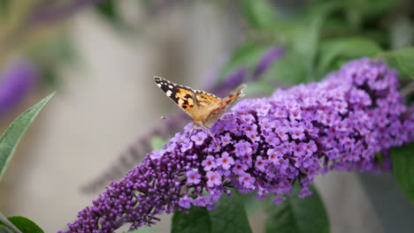 Close-up-of-a-Butterfly-on-a-purple-buddleia-flower-Buddleja-davidii