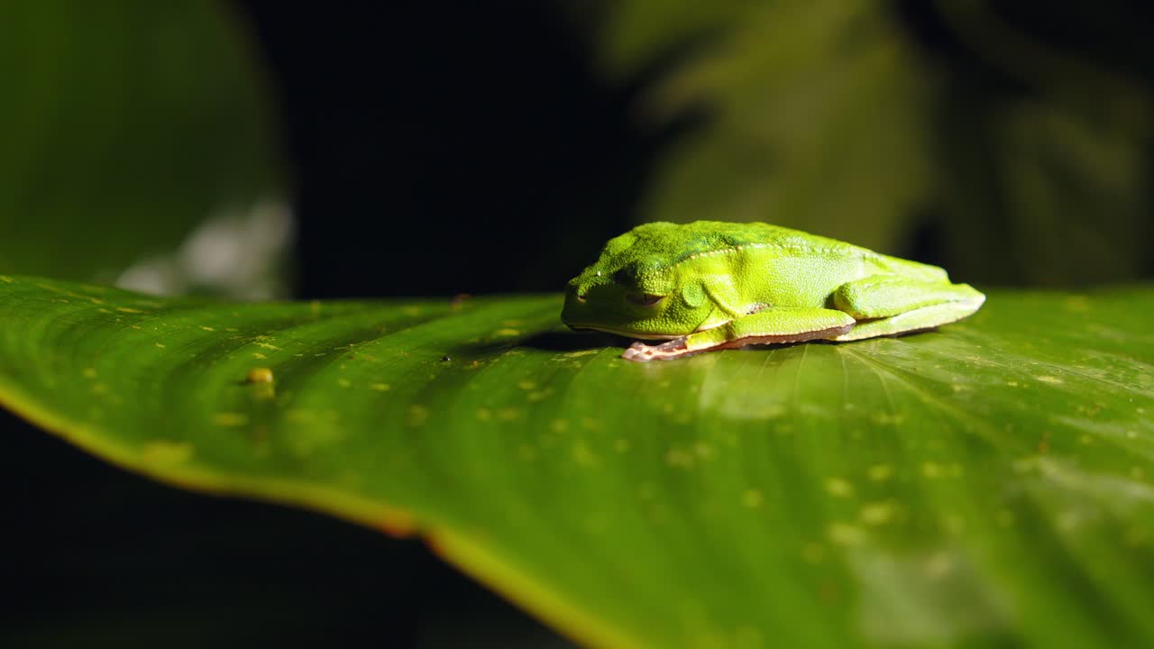 A colorful Hylidae tree frog perches on a leaf in Peru’s jungle, its green body glowing.