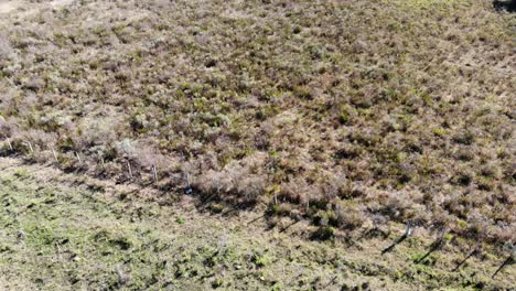 vista aérea de una liebre corriendo en el campo