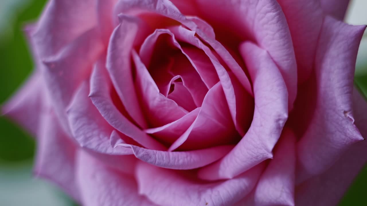 Primo piano di un video di una rosa rosa in fiore, che mostra i suoi delicati petali su uno sfondo verde sfocato