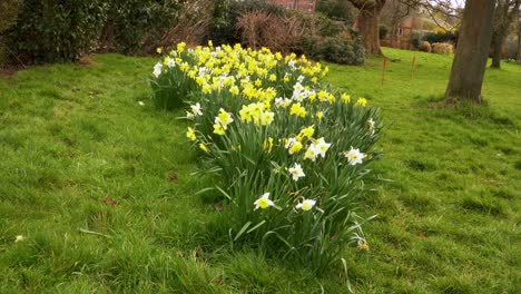 4k close up on some yellow and white narcissus commonly known as daffodil or jonquil shaking in the wind