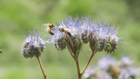 bees group team work gathering pollen from the flowers they land on with their tiny hairs, and later passing it onto the next