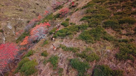 Aerial-shot-of-a-pack-of-female-deers-roaming-on-a-picturesque-mountain-trail