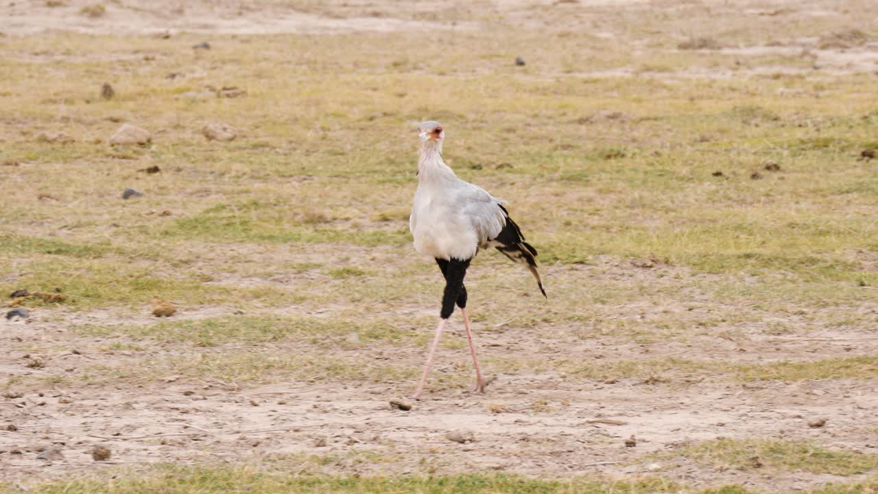 Un serpentario, un rapace terrestre, nelle pianure che cerca una preda al rallentatore.