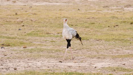 a secretary bird which is terrestrial bird of prey out on the plains trying to find a prey in slow motion