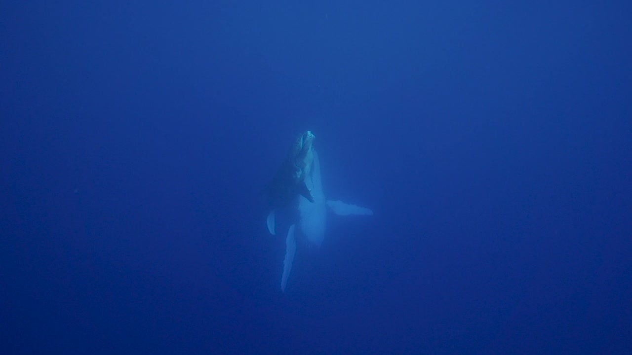 Young humpback whale comes up from the deep blue, clear water around the island of Tahiti, south Pacific, French Polynesia.
