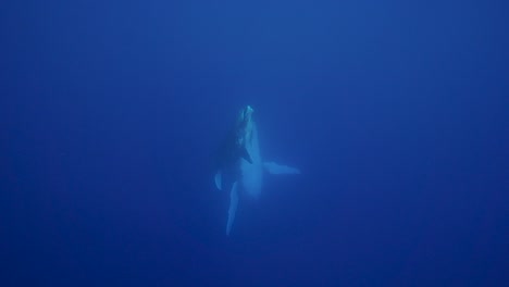 Young humpback whale comes up from the deep blue, clear water around the island of Tahiti, south Pacific, French Polynesia.