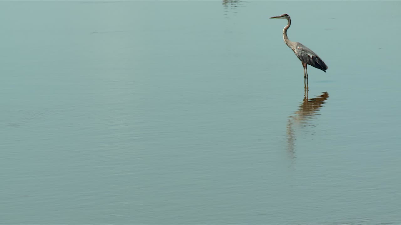 gran garza azul en el refugio nacional de vida silvestre de blackwater, maryland - toma amplia