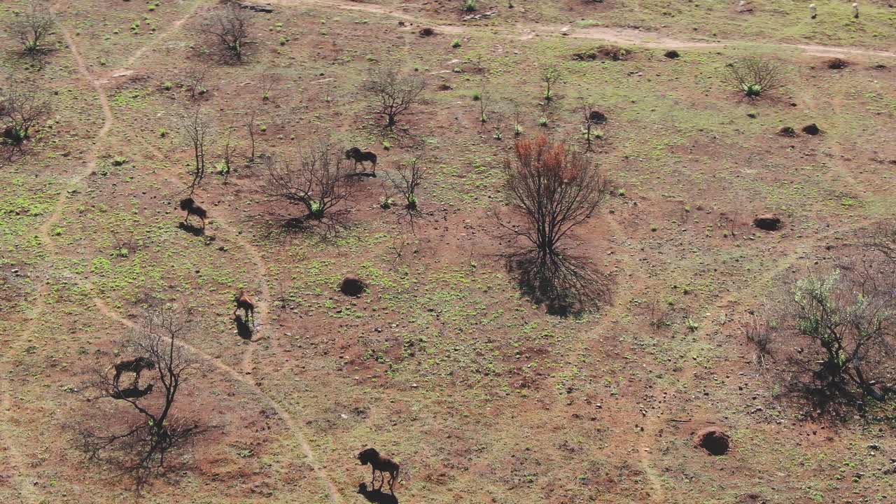 Drone aerial, Young Wildebeest males chasing each other in the wild