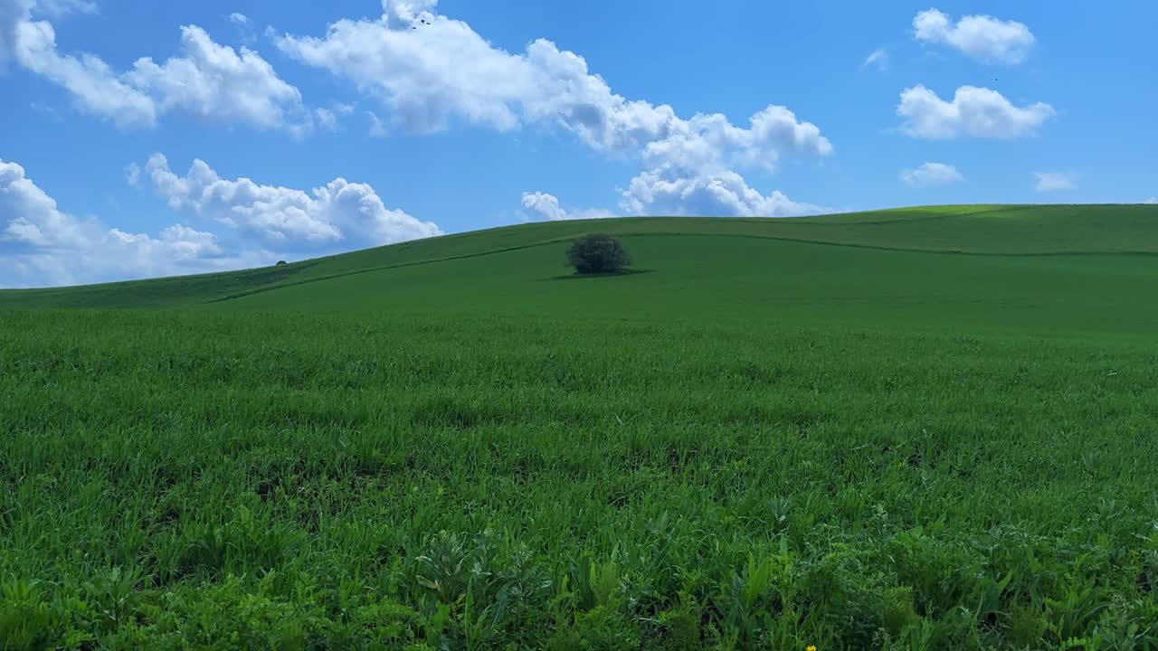 A Serene Landscape of Lush Green Fields Under a Bright Blue Sky with Fluffy White Clouds, Highlighting the Tranquility of Nature and Simple Beauty of the Outdoors