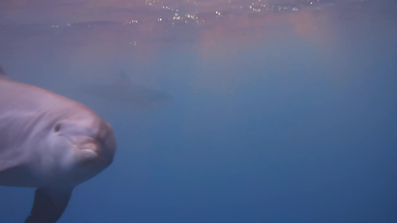 Pod of Bottlenose dolphins swimming up to camera underwater in the Red Sea of Egypt