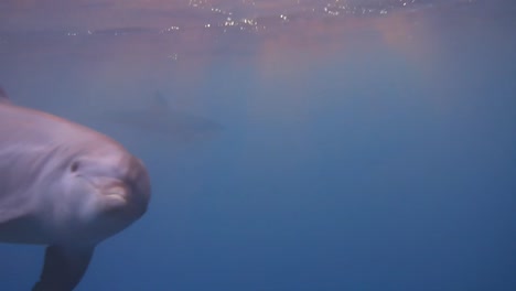pod of bottlenose dolphins swimming up to camera underwater in the red sea of egypt