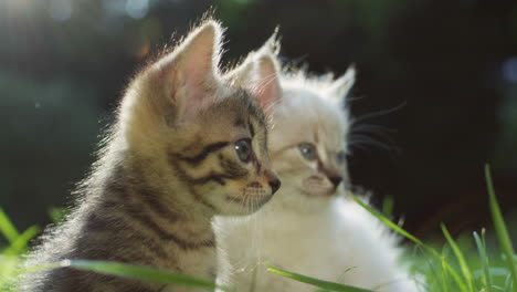 close-up view of a two small kitty cats on the grass on a sunny summer day