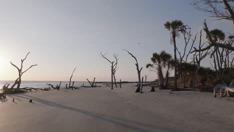 Beach with Driftwood and Palm Trees at Sunset