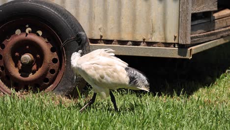 bird pecks ground near old, rusty trailer.
