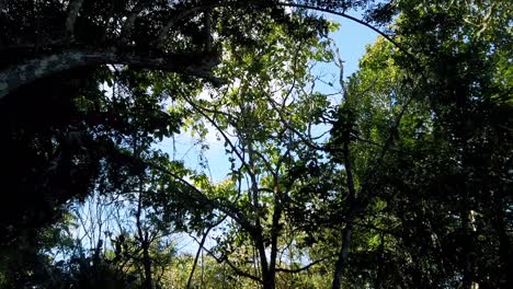 Dolly-in-shot-of-some-beautiful-trees-in-the-middle-of-nature