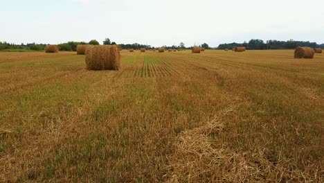 el campo con rollos de heno