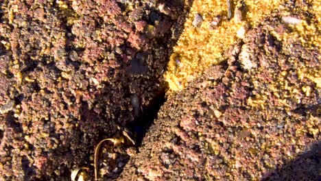 ant nest in bricks