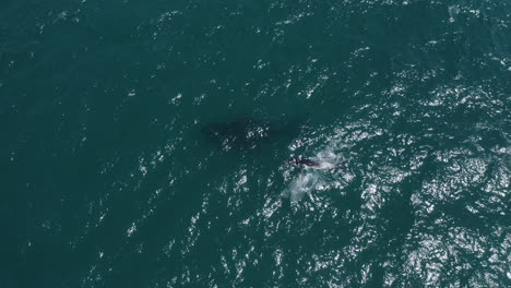 Primer-Plano-Aéreo-De-4k-De-Ballenas-Jorobadas-Nadando-En-Byron-Bay,-Australia