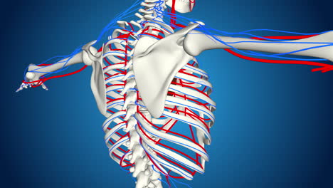 human upper body anatomy: skeleton, blood vessels and rib cage