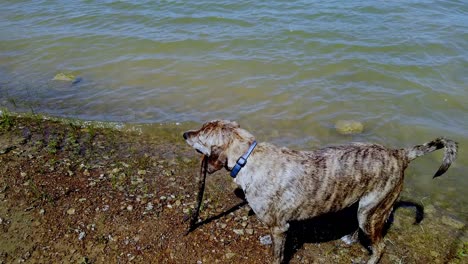 Un-Día-En-El-Lago-Nadando-Para-Este-Sabueso-Plott