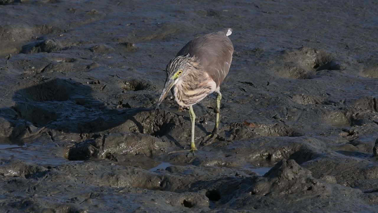 una de las garzas de estanque encontradas en tailandia que muestran diferentes plumajes según la temporada
