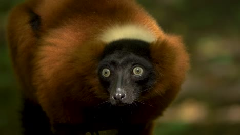 lémur rufo rojo con ojos penetrantes, mirando de frente