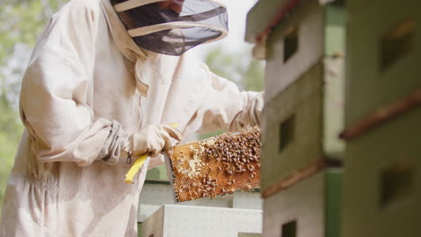 Side view of apiarist in suit removing and inspecting hive frame with bees