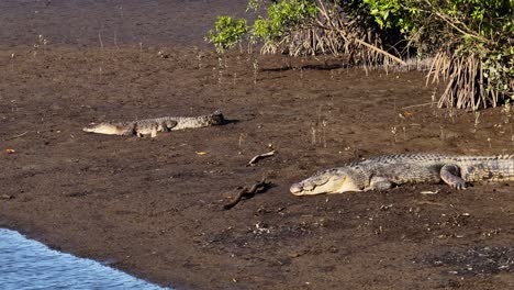 a saltwater crocodile lies motionless on a muddy riverbank under bright sunlight, surrounded by sparse vegetation